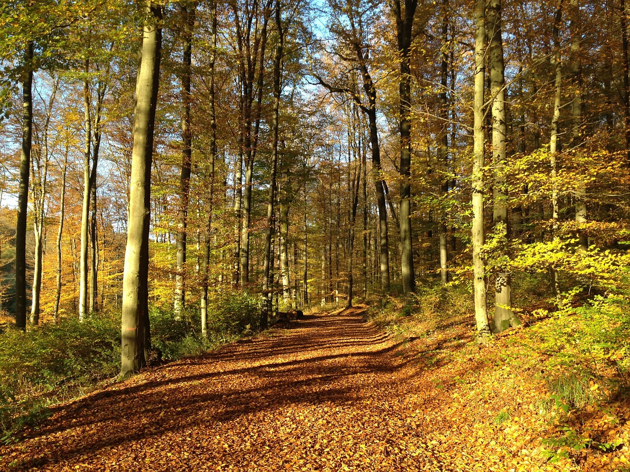Waldweg durch herbstlich gefärbte Buchen im Westerwald