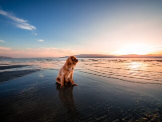 Urlaub am Strand mit Hund