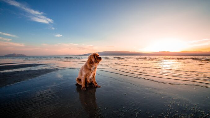 Urlaub am Strand mit Hund